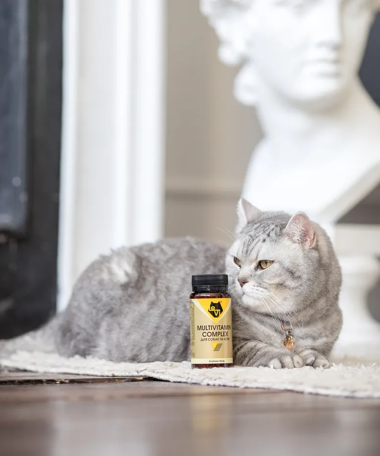 Як підтримати здоров’я літнього кота?