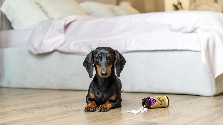 Як уповільнити розвиток захворювань серця у собак?