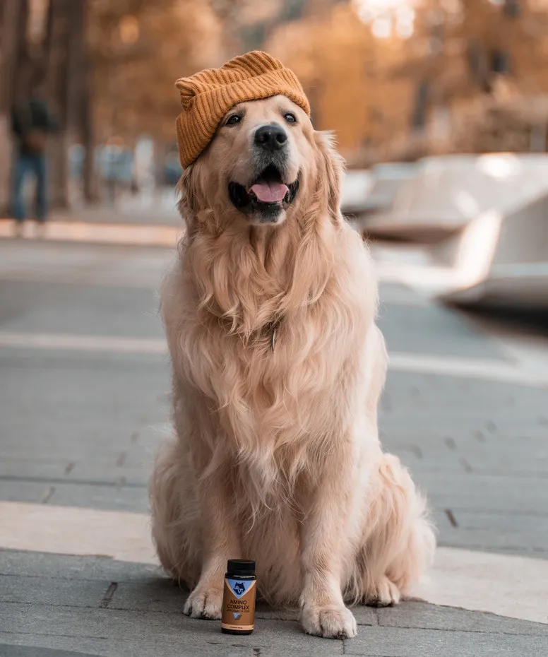 Как часто нужно гулять с собакой?