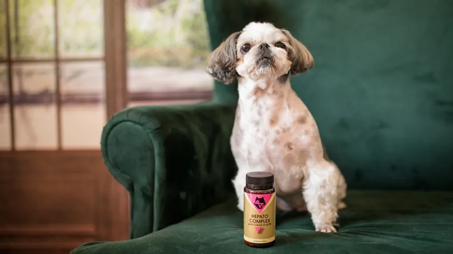 Відновлення печінки у собак: що можна дати для поліпшення стану?