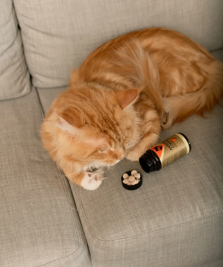 Как успокоить кошку в домашних условиях?