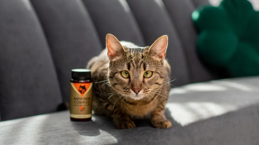 Как успокоить кошку в домашних условиях?