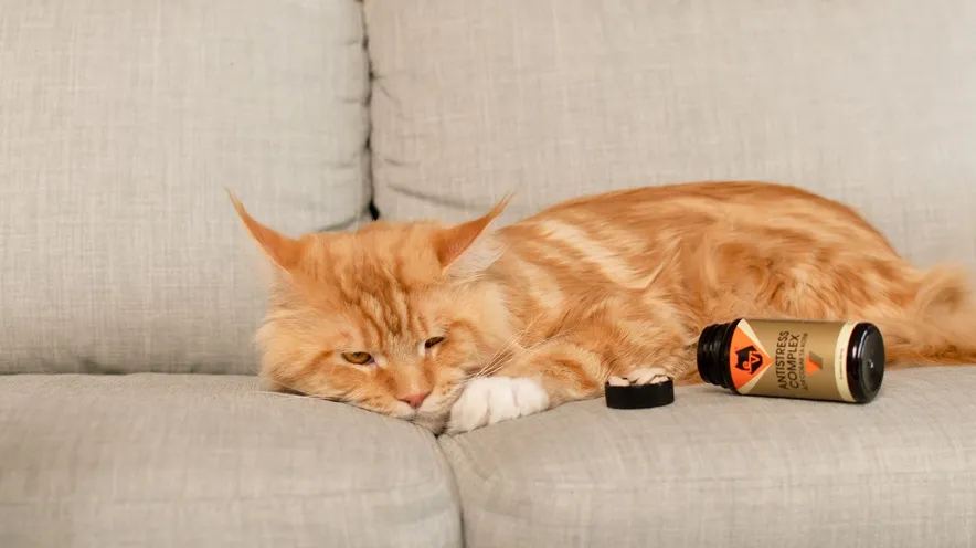 Как успокоить кошку в домашних условиях?