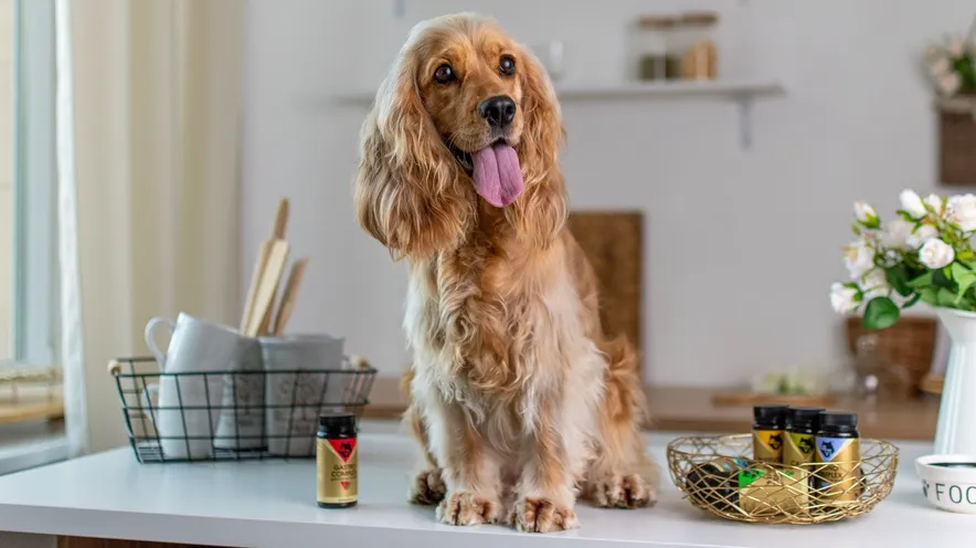 Как понять, что у собаки панкреатит?