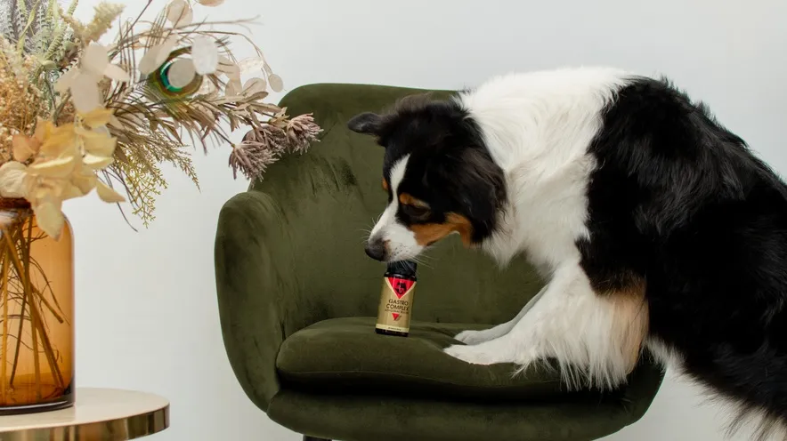 Как понять, что у собаки панкреатит?