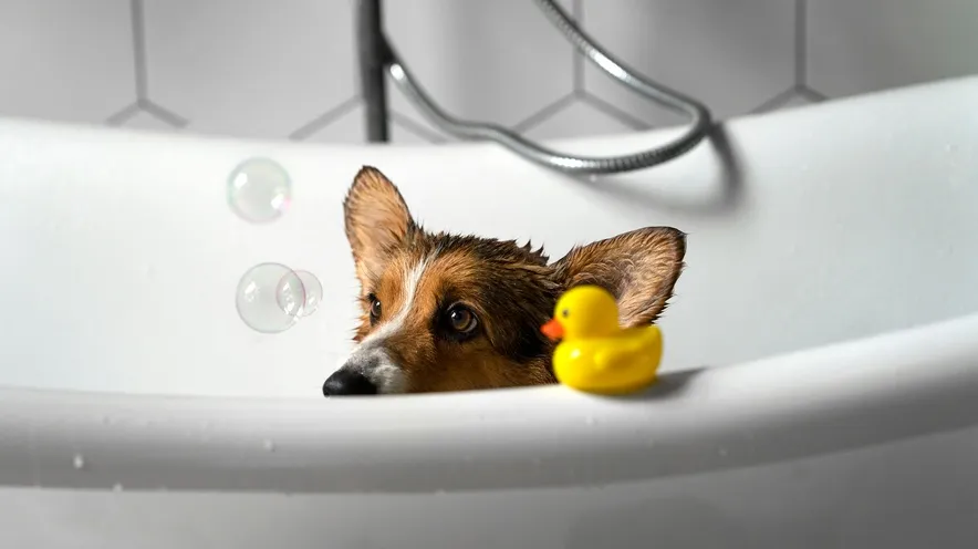 В чем разница между шампунем для собак и шампунем для людей?