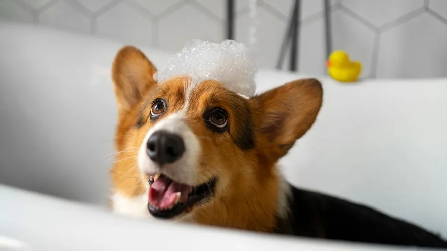 В чем разница между шампунем для собак и шампунем для людей?