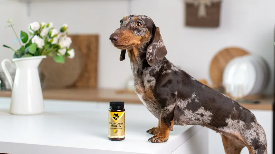 Нужно ли давать собаке витамины?