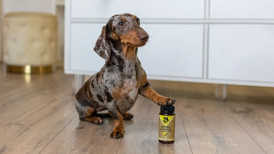 Який натуральний протизапальний засіб підходить собакам, що страждають на артрит?