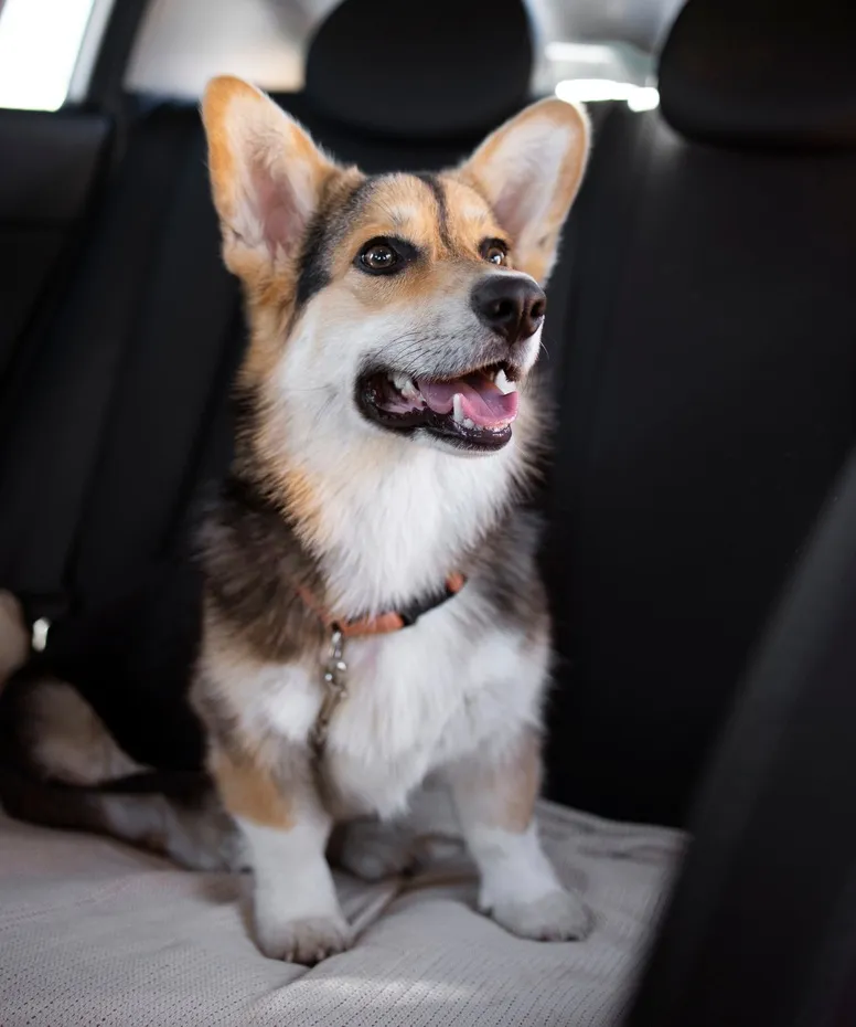 Що дати собаці від заколисування в машині: детальний посібник для власників?