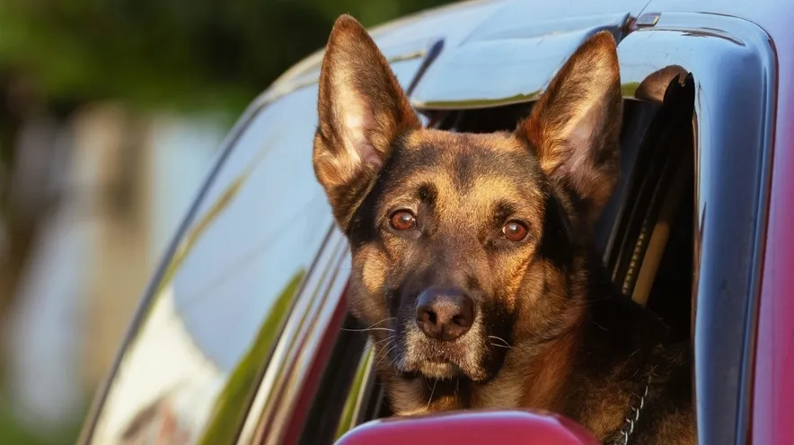 Що дати собаці від заколисування в машині: детальний посібник для власників?
