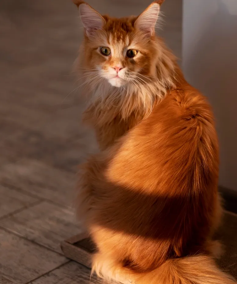 Уход за длинношерстными кошками