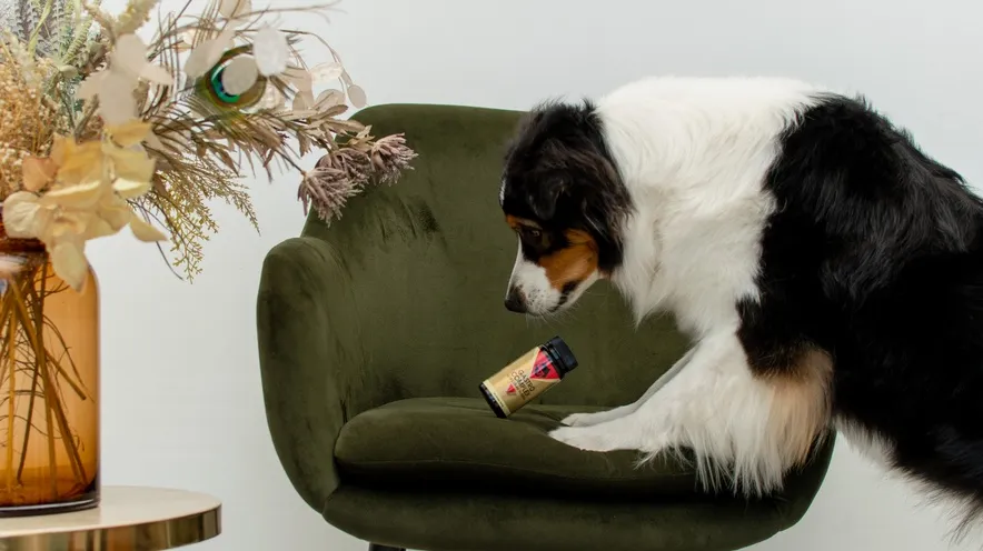 Чем остановить диарею у собаки?